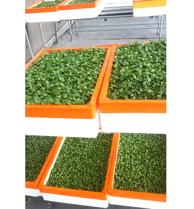 芽苗菜生產(chǎn)及培訓11