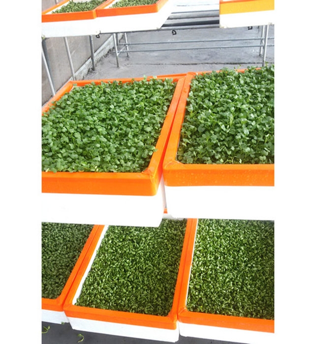 芽苗菜生產(chǎn)及培訓