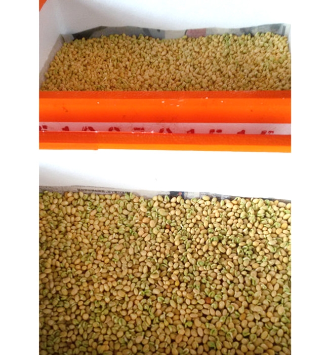 芽苗菜生產(chǎn)及培訓