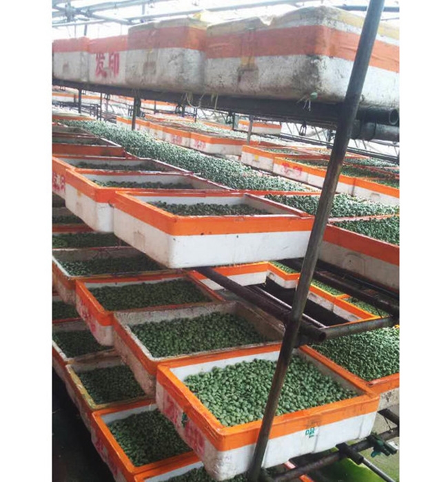 芽苗菜生產(chǎn)及培訓